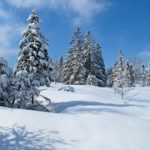 Blick auf den Wald