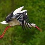 Der Storch kommt