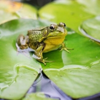 Froschrettung